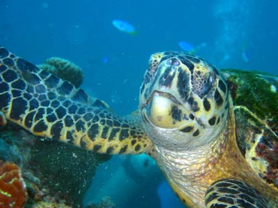 A close-up, straight-on shot of a turtle feeding on the
      coral